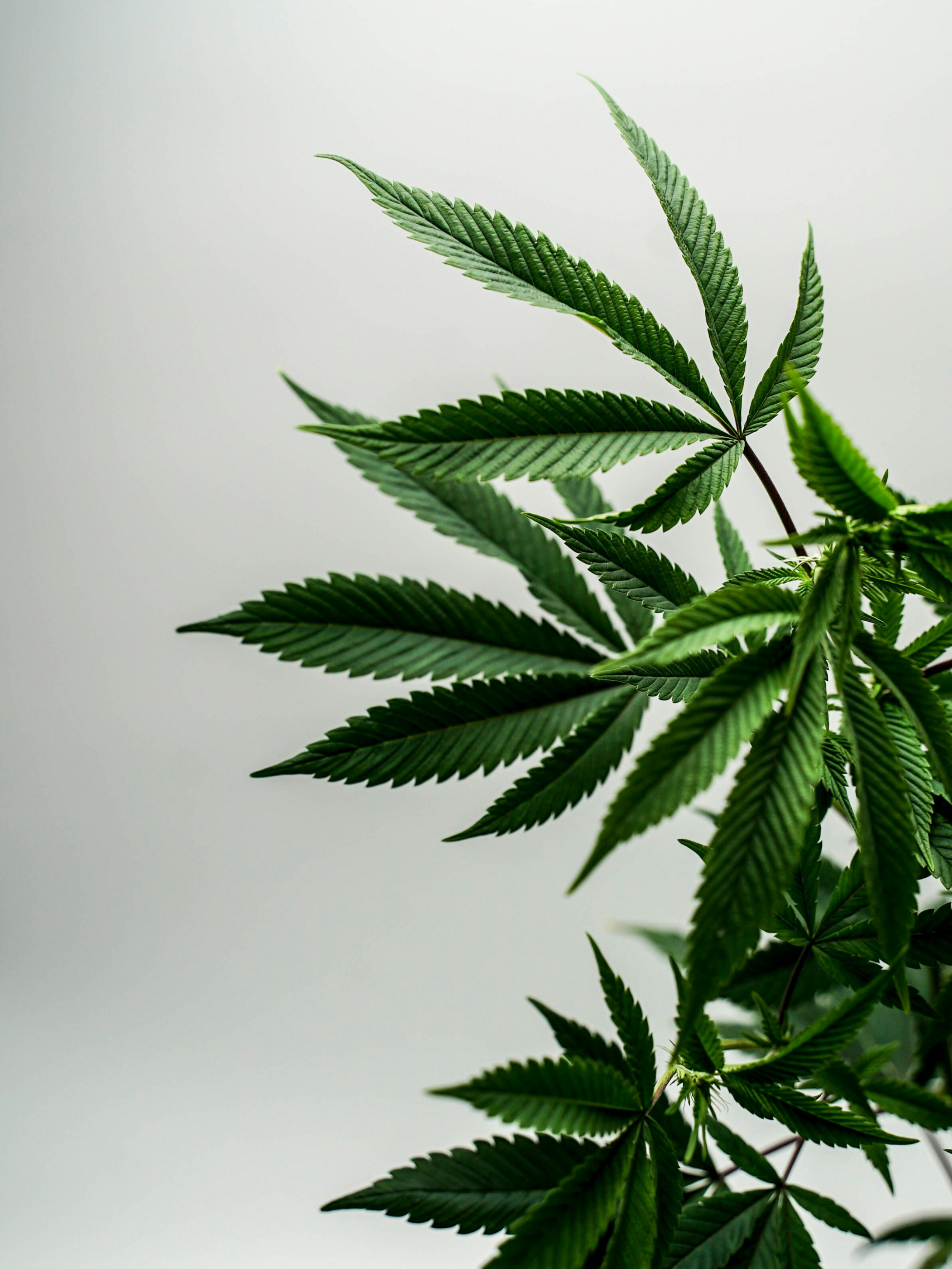 Raw hemp fiber material sourced for textile production